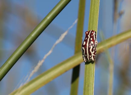 tiny frog